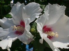 Hibiskus - st.,
