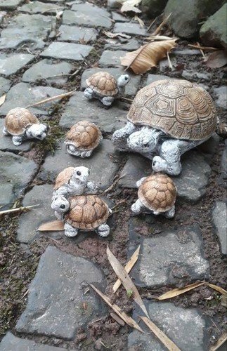 Schildkrötengruppe 7 - -,
