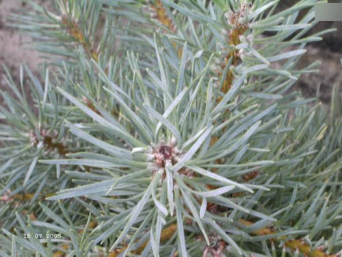 Pinus sylvestris kamon blue - sylvestris,
