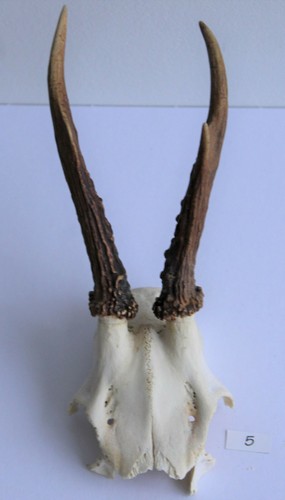 Rehgeweih horn jagd rehbock - horn,