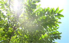 Chinesischer Gemüsebaum Toona