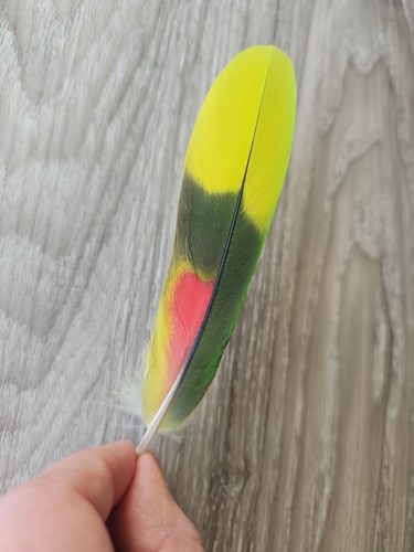 Bunte - 13,5, 💚💛❤