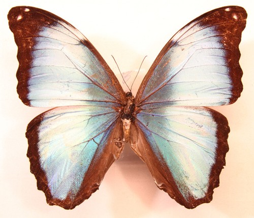 Morpho deidamia