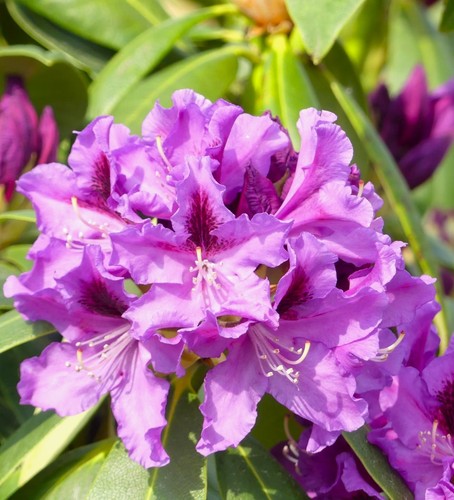 Großblumige alpenrose - großblumige,