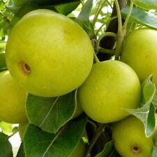 Nashi Nijiseiki Asienbirne