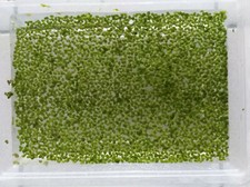 Verkaufe Wasserlinsen (Lemna Minor), 2 Portionen, ca. 2000 Stück