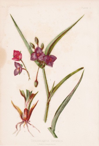 Tradescantia virginica - tradescantia,