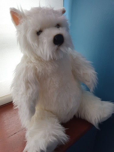 West highland terrier - west, teddy
