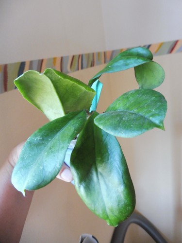 Pflanze hoya - 🌷pflanze,