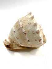 Große Muschel Cassis Cornuta