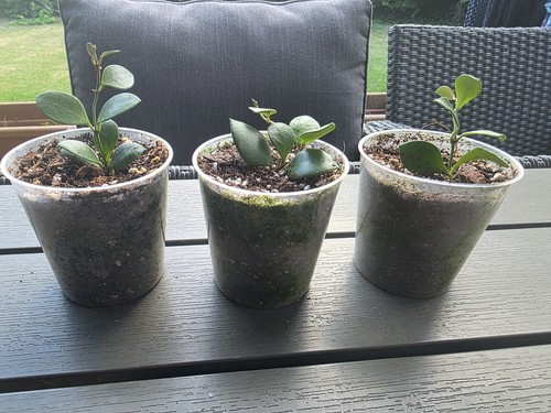 Hoya carmelae - hoya,