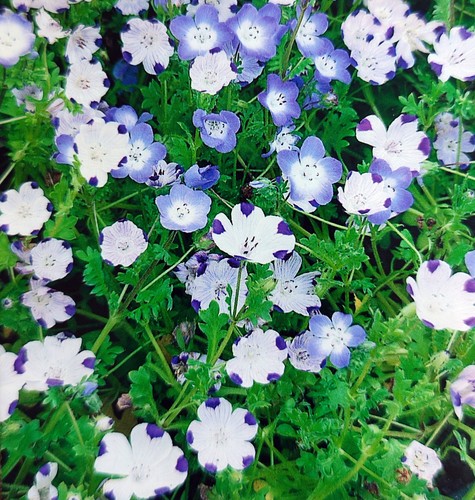 500 samen hainblumen baby blue - hainblumen,