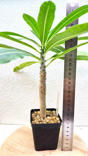 Pachypodium