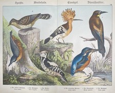 Antique graphic fauna - graphic,