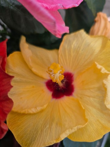 Hibiskus rosa sinensis nicht - rosa,