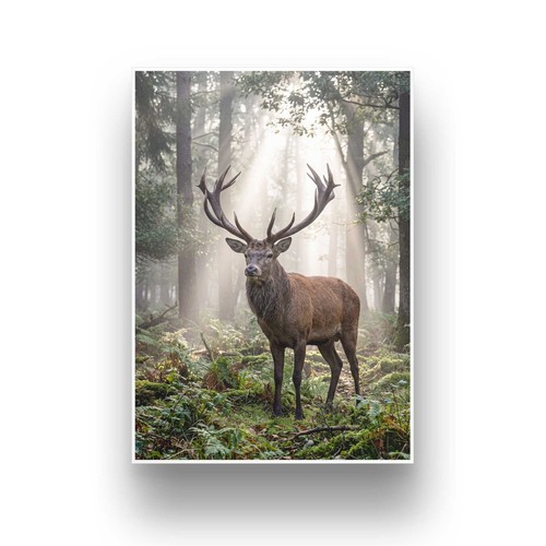 Hirsch nebel kunstdruck a4 - im,