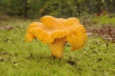 Pfifferlinge Myze züchten Sie Ihre eigenen Pilze