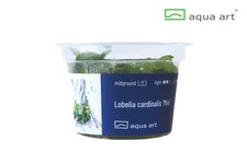 Aqua Art In Vitro Lobelia cardinalis 'Mini'