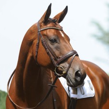 Passier Trensenzaum Ingrid