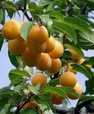 Mirabelle Prunus domestica