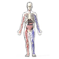 Menschlicher Körper Torso