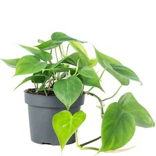 Baumfreund - Philodendron