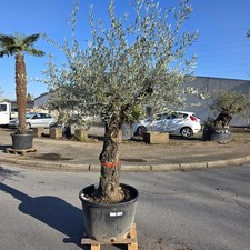 Olivenbaum "Olea Europaea"