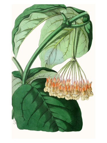 Botanische