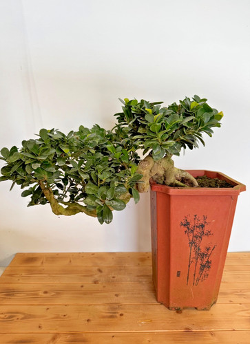 Bonsai ficus microcarpa - microcarpa, nr