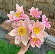 Sale1514 Dahlia Varieties Turkiye Coltness Rare Dahlien 10 Samen