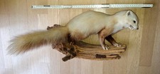 Tierpräparat Steinmarder auf