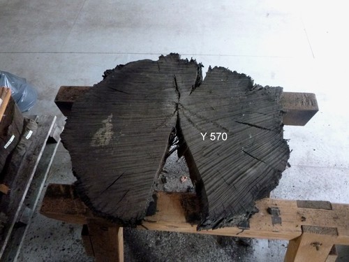 Mooreiche moorholz altholz - mooreiche,