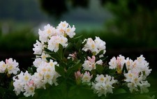 Rhododendron Stecklinge weiss winterharte Pflanzen Blumen für den Garten