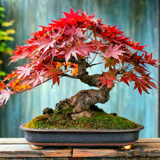Japanischer Fächerahorn / Japanese Maple – Acer palmatum (25 Stk.) Bonsaisamen