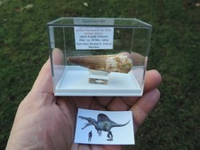 schöner Zahn vom Spinosaurus