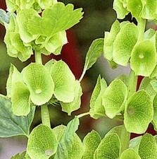 Saatgut 30- 300 Samen