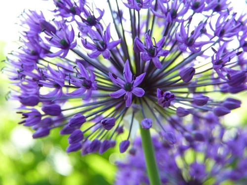 Zwiebeln riesen allium - zwiebeln, riesen-allium
