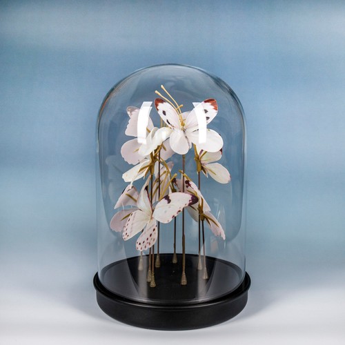 Glaskuppel glasglocke glas - ,