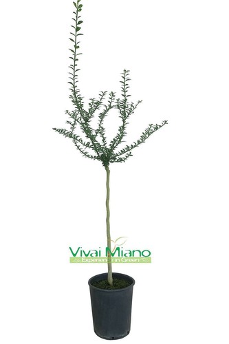 Rote limette finger pflanze - limette,