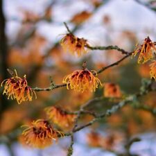 Zaubernuss Jelena Hamamelis intermedia orangefarbene Blüten von Januar - März