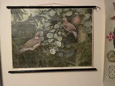 Schulwandkarte Lehrtafel Rollkarte Tauben Vögel Esselte Schweden 1950er Rar