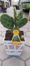 Opuntia Ficus Indica 35–50cm