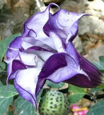 Datura Stechapfel