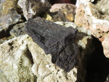 Fossiles verkieseltes Holz