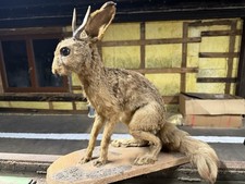 wolpertinger präparat Taxidermy Jagdtrophäe Feldhase Fantasy