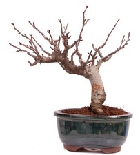 Bonsai - Pourthiaea villosa -