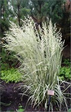1 x Calamagrostis acutiflora 'Avalanche' 1 Liter (Ziergras/Gräser/Stauden)
