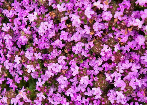 500 samen teppich thymian - samen, teppich-thymian