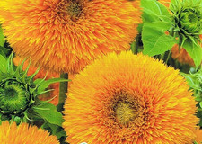 Sonnenblume Hohe, Gefüllte Gelbe Samen für ca.20 Pflanzen