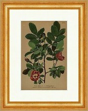 Gebirgs Rose Rosa alpina L